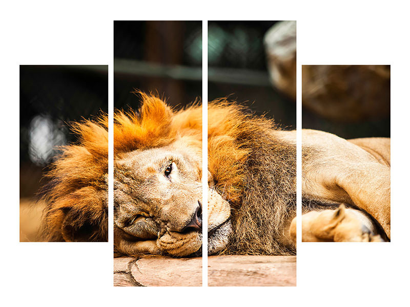 4-piece-canvas-print-relaxed-lion