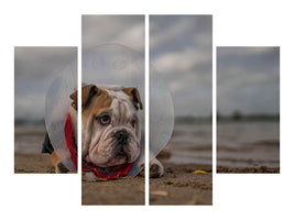 4-piece-canvas-print-the-vet-gave-me-this-collarand-i-am-not-happy-with-it