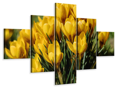 5-piece-canvas-print-crocuses-in-spring