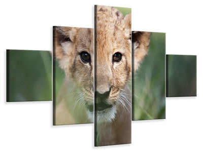 5-piece-canvas-print-lion-baby