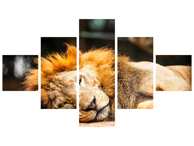 5-piece-canvas-print-relaxed-lion