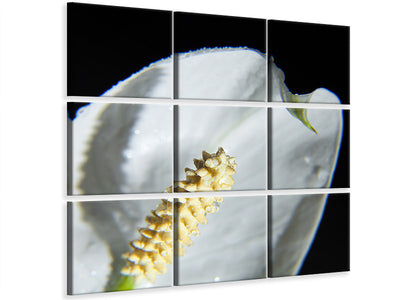 9-piece-canvas-print-calla-close-up-in-white