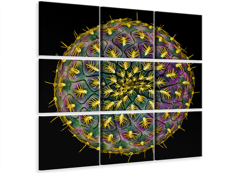 9-piece-canvas-print-sulcorebutia-rauschii