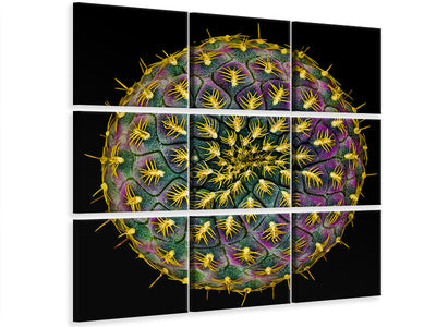 9-piece-canvas-print-sulcorebutia-rauschii