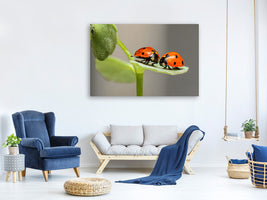 canvas-print-2-ladybirds