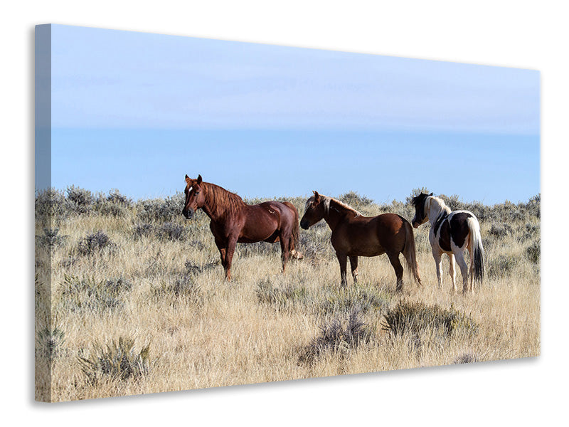 canvas-print-3-horses-in-nature
