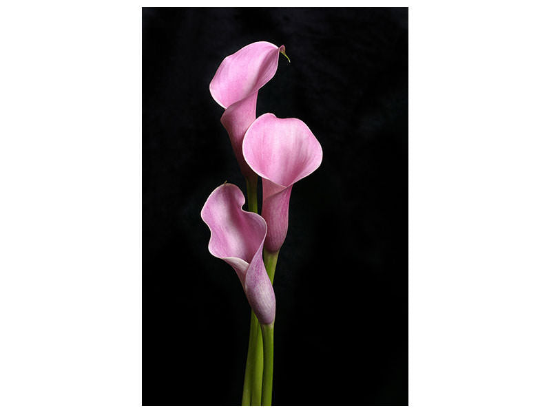 canvas-print-3-purple-callas