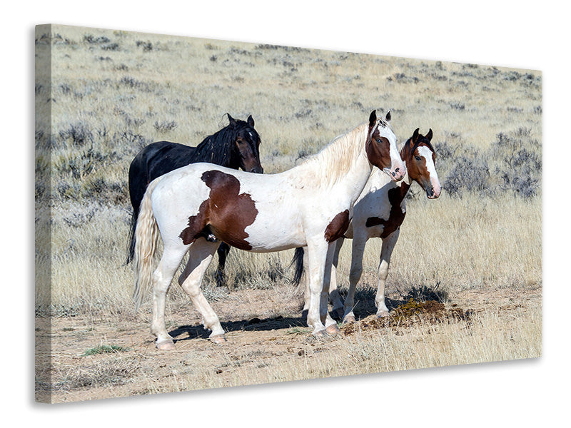 canvas-print-3-wild-horses