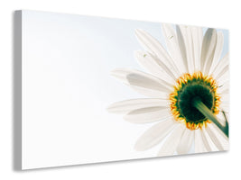 canvas-print-a-daisy