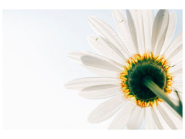 canvas-print-a-daisy