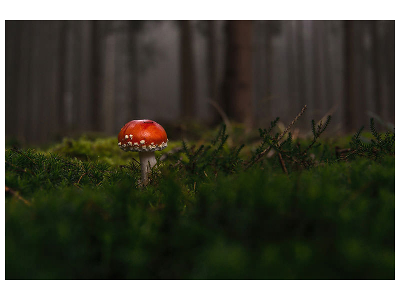 canvas-print-a-mushroom-in-the-forest