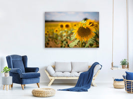 canvas-print-a-sunflower-in-the-field