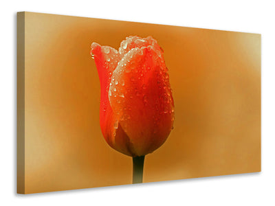 canvas-print-a-tulip-in-the-morning-dew