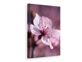 canvas-print-adorable-cherry-blossom