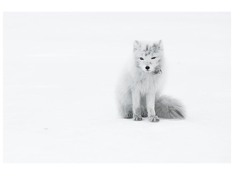 canvas-print-arctic-fox-xjg