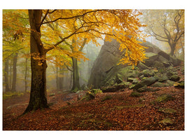 canvas-print-autumn-forest-x