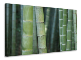 canvas-print-bamboo-in-xxl