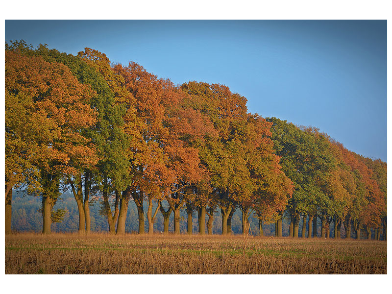 canvas-print-beautiful-autumn