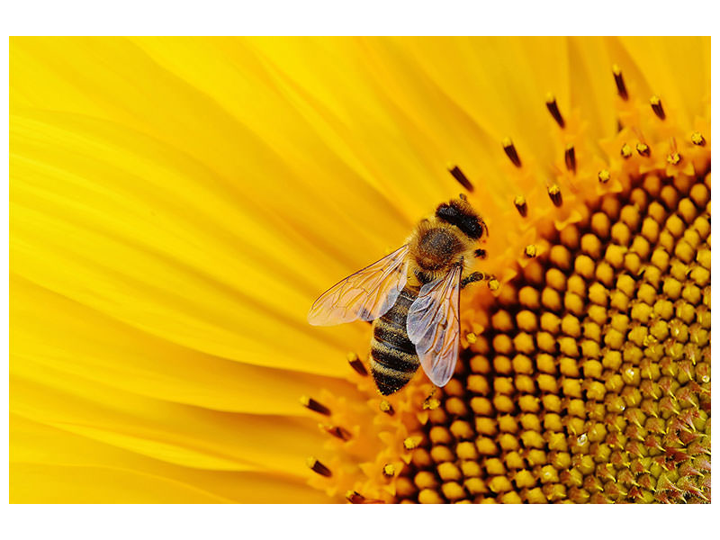 canvas-print-bee-on-the-sunflower