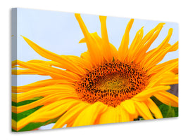 canvas-print-big-sunflower