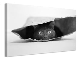 canvas-print-cat-in-a-bag-x