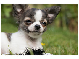 canvas-print-chihuahua-to-fall-in-love