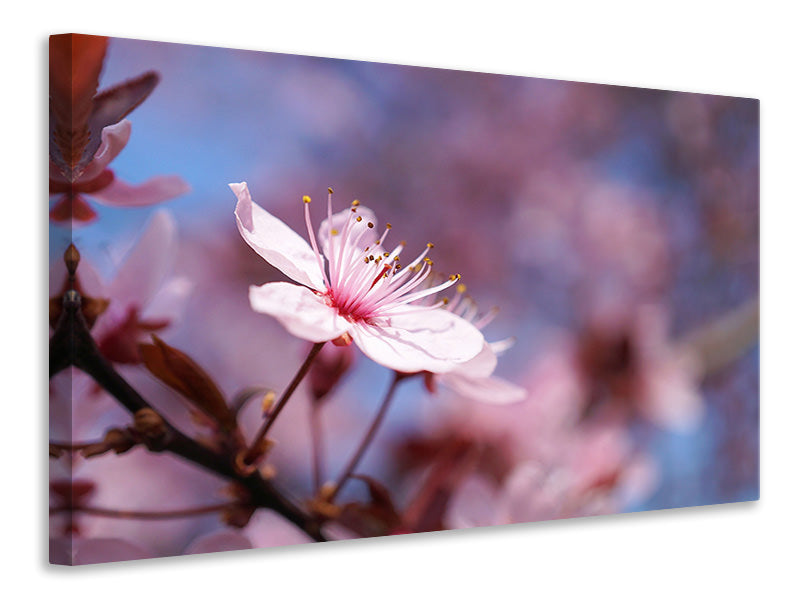 canvas-print-close-up-cherry-blossom