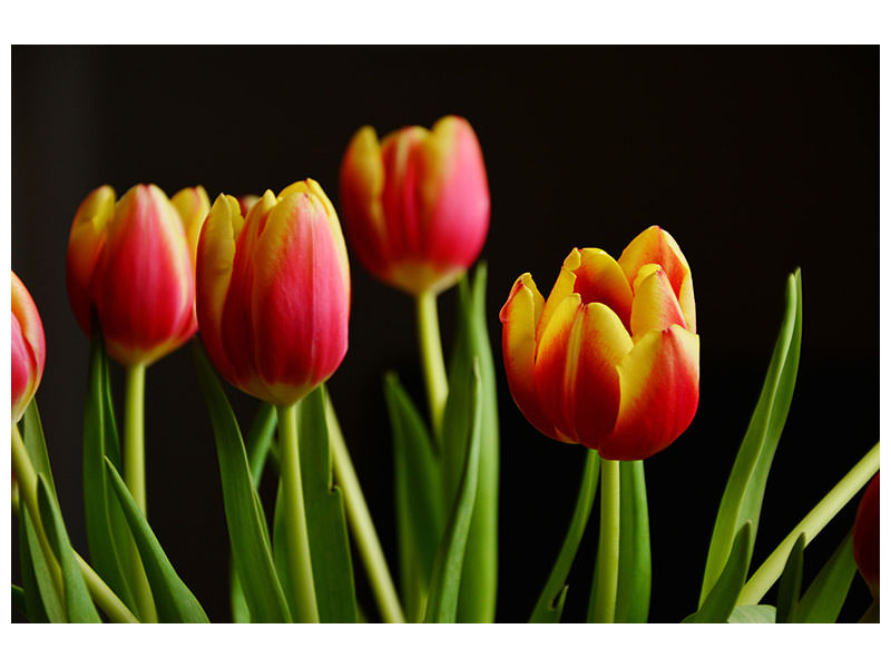 canvas-print-colorful-tulips