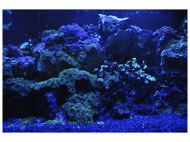 canvas-print-coral-reef-in-blue