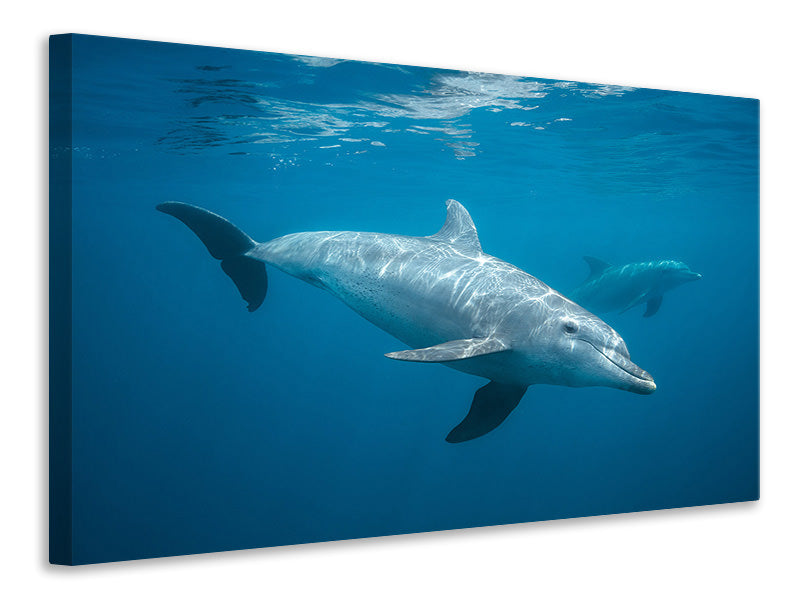 canvas-print-curious-dolphin