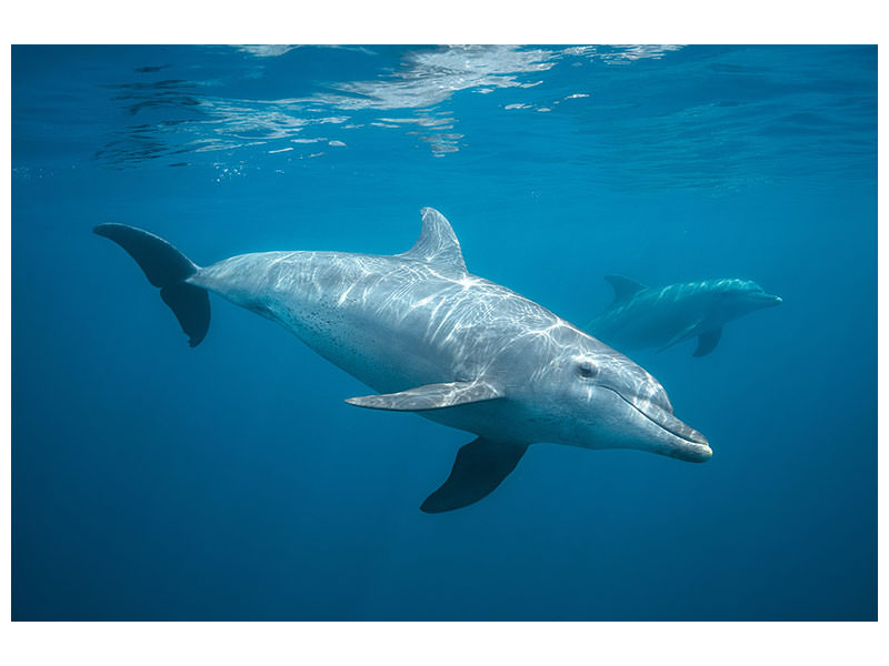 canvas-print-curious-dolphin