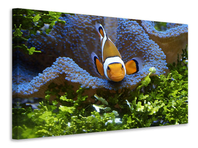 canvas-print-cute-clownfish