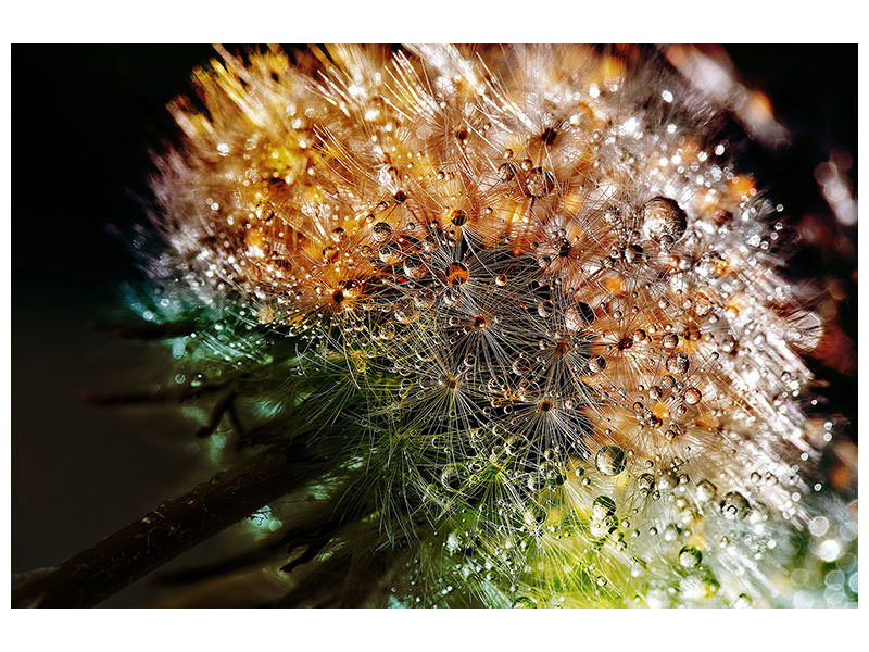 canvas-print-dandelion-in-the-morning-dew