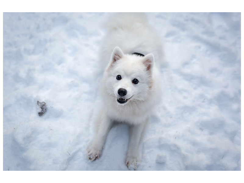 canvas-print-dogs-joy-in-the-snow
