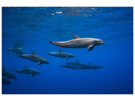 canvas-print-dolphins-x