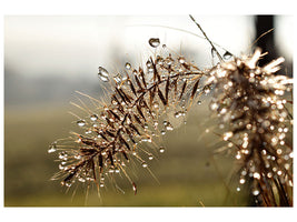 canvas-print-drops-of-nature