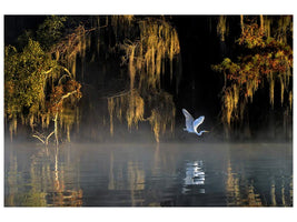 canvas-print-egret-x