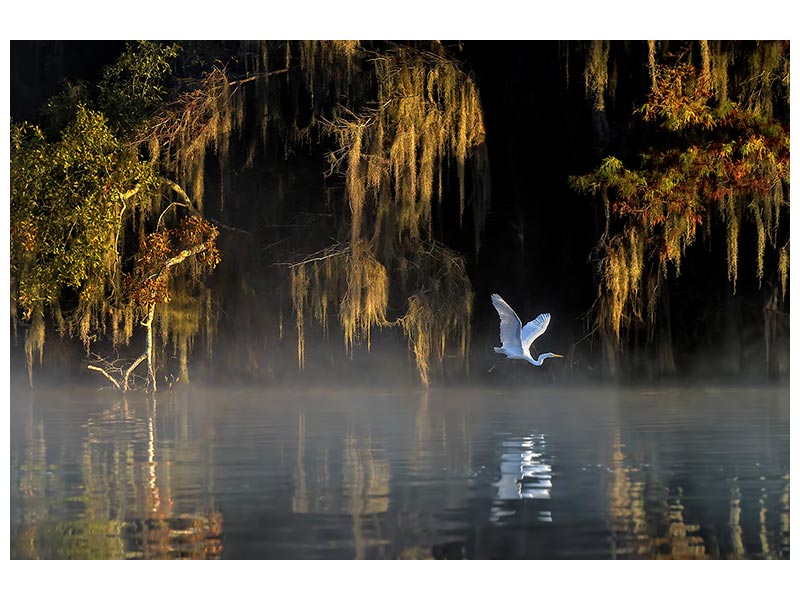 canvas-print-egret-x