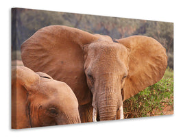canvas-print-elephant-ears