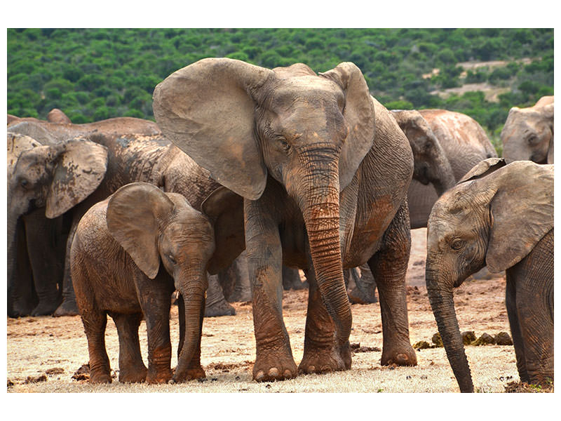 canvas-print-elephant-herd-in-africa