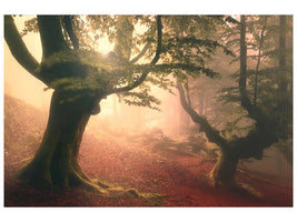 canvas-print-fangorn-forest-x