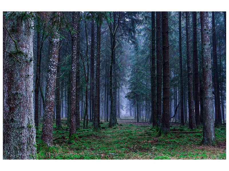 canvas-print-fir-trees-forest