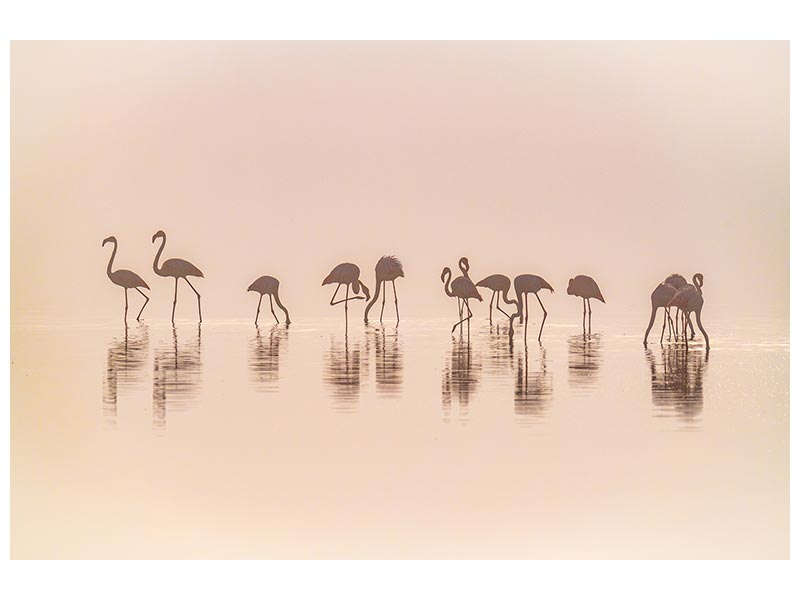 canvas-print-flamingos-in-the-mist-x
