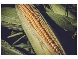 canvas-print-fresh-sweetcorn