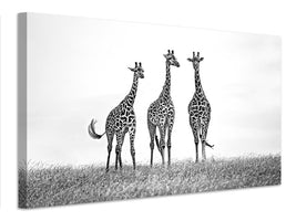 canvas-print-giraffes-in-the-mara-plains-x
