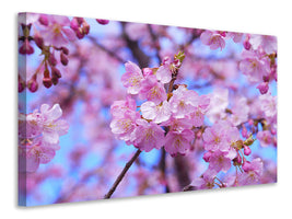 canvas-print-gorgeous-cherry-blossom
