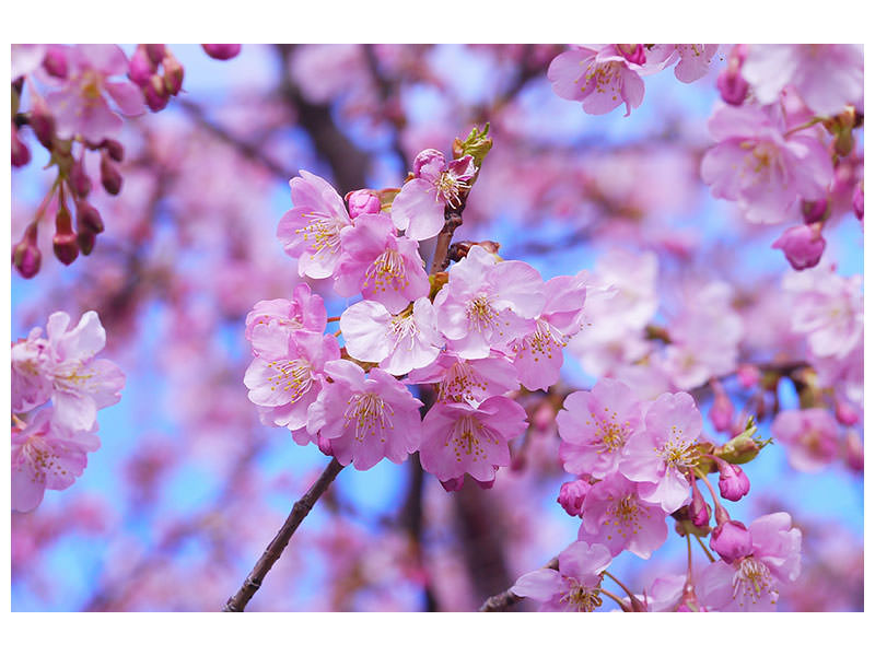 canvas-print-gorgeous-cherry-blossom