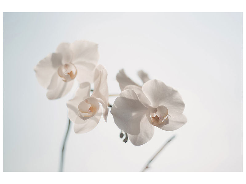 canvas-print-graceful-orchids