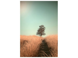 canvas-print-grass-and-path