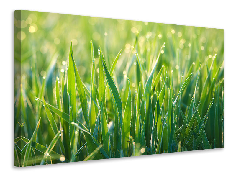 canvas-print-grass-with-morning-dew-xl